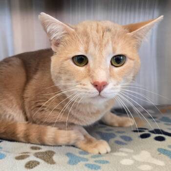 Domestic Medium Hair Cats Available for Adoption - Allstar | PetCurious