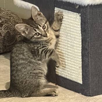 Sconnie -  Domestic Short Hair Cat for Adoption in Mineral Point, Wisconsin - Sconnie | PetCurious