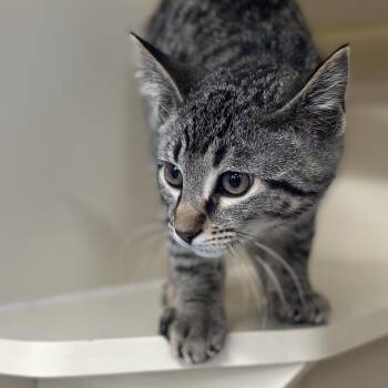 Domestic Short Hair Cats Available for Adoption - Garlic | PetCurious
