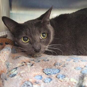 Domestic Short Hair Cats Available for Adoption - Peaches | PetCurious