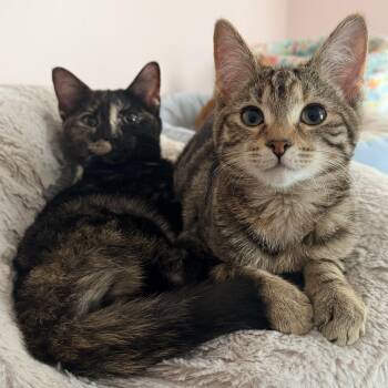 Domestic Short Hair Cats Available for Adoption in Brentwood, New Hampshire - Roz & Lana (BONDED PAIR) | PetCurious