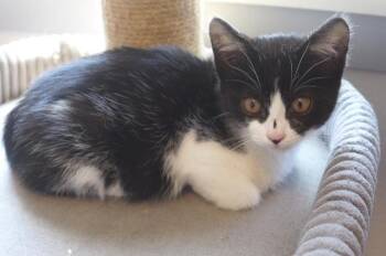 Inky -  Domestic Short Hair Cat for Adoption in Eureka, California - Inky | PetCurious