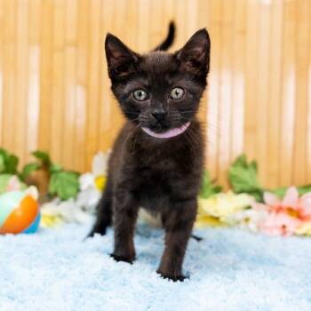 Raven -  Domestic Short Hair Cat for Adoption in Durham, North Carolina - Raven | PetCurious