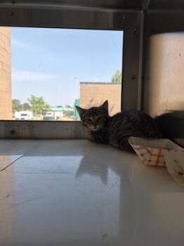 Tobiko -  Domestic Short Hair Cat for Adoption in Westland, Michigan - Tobiko | PetCurious