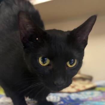 Domestic Short Hair Cats Available for Adoption in Westhampton, New York - Sabrina | PetCurious