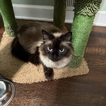 Samone -  Persian Cat for Adoption in Greenwood, Indiana - Samone | PetCurious