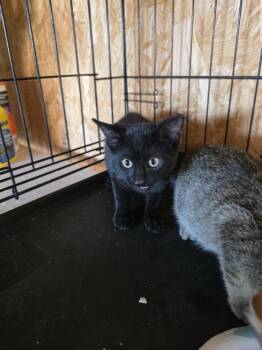 Spooky -  Domestic Long Hair Cat for Adoption in Metamora, Illinois - Spooky | PetCurious