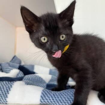 Oakley -  Domestic Short Hair Cat Available for Adoption in Oakland, California - Oakley | PetCurious