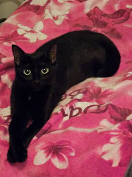 Rescue Domestic Short Hair Cats for Adoption - HONEY | PetCurious