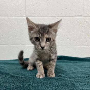 SVAS-Stray-38794 -  Domestic Short Hair Cat for Adoption in Lyndhurst, Virginia - SVAS-Stray-38794 | PetCurious