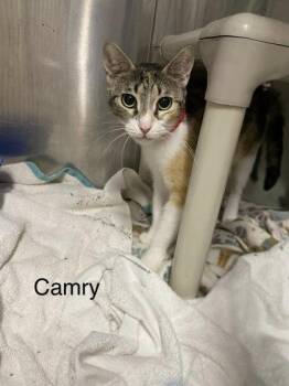 Camry -  Domestic Short Hair Cat for Adoption in Hobart, Indiana - Camry | PetCurious