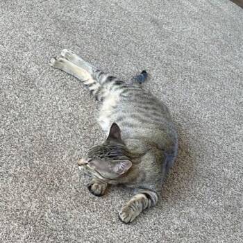 Toastie (Krypton) -  Domestic Short Hair Cat for Adoption in Rochester, Minnesota - Toastie (Krypton) | PetCurious