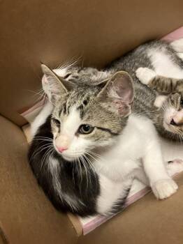 Domestic Short Hair Cats Available for Adoption in Long Beach, California - ROBIN | PetCurious