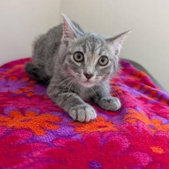Lilly -  Domestic Short Hair Cat for Adoption in Rochester, Minnesota - Lilly | PetCurious