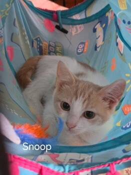 Snoop -  Domestic Short Hair Cat for Adoption in Oviedo, Florida - Snoop | PetCurious