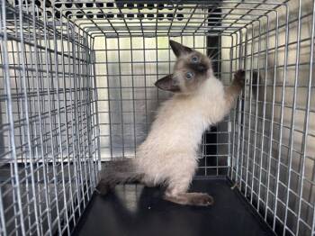 Siamese and Domestic Short Hair Cats Available for Adoption in Grand Prairie, Texas - A231115 | PetCurious