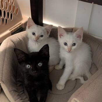 Rocky -  Siamese Cat for Adoption in Wilmington, North Carolina - Rocky | PetCurious