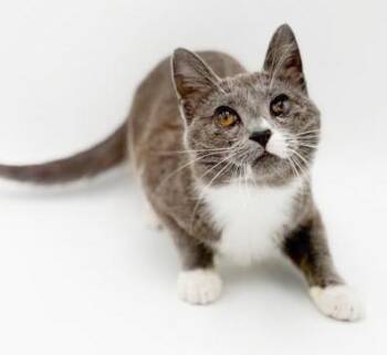 Russian Blue and Turkish Van Cats Available for Adoption in Bedford Hills, New York - Scuba Is The Happiness You Have Been Searching For - READ HER AM | PetCurious