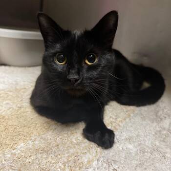 Thumbelina -  Domestic Short Hair Cat for Adoption in South Haven, Michigan - Thumbelina | PetCurious