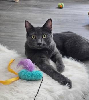 Rescue Domestic Short Hair Cats for Adoption in Goshen, Indiana - Nova | PetCurious