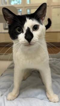 OREO -  Domestic Short Hair Cat for Adoption in Texas City, Texas - OREO | PetCurious