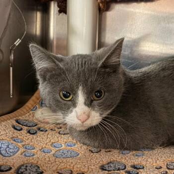 Dill Pickle -  Domestic Short Hair Cat for Adoption in Walker, Michigan - Dill Pickle | PetCurious