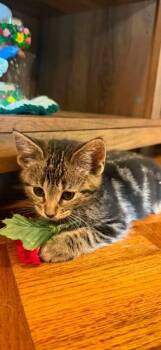 Arthur -  Domestic Short Hair Cat for Adoption in Johnson City, Tennessee - Arthur | PetCurious