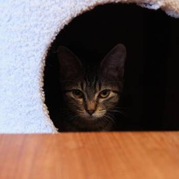 Cooper -  Domestic Short Hair Cat for Adoption in Morgan Hill, California - Cooper | PetCurious