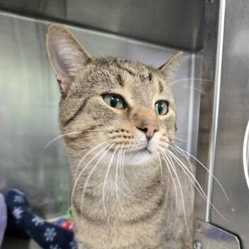 Rescue Domestic Short Hair Cats for Adoption in Tawas City, Michigan - Mel | PetCurious