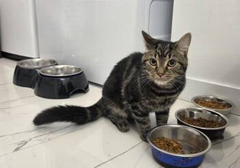 Tofu -  Domestic Short Hair Cat for Adoption in Sainte-martine, Quebec - Tofu | PetCurious