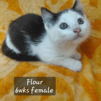 Flour -  Domestic Short Hair Cat for Adoption in New Tazewell, Tennessee - Flour | PetCurious