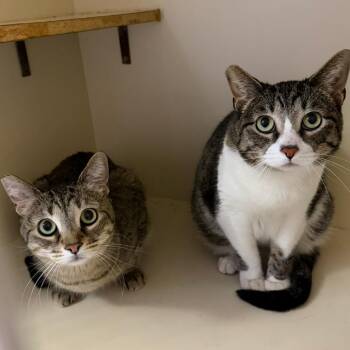 Nyx -  Domestic Short Hair Cat for Adoption in Las Vegas, Nevada - Nyx | PetCurious