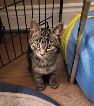 Mr Ronron (Collier bleu) -  Domestic Short Hair Cat for Adoption in Montreal, Quebec - Mr Ronron (Collier Bleu) | PetCurious