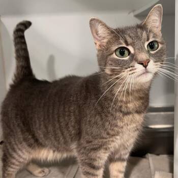 LADY JASMINE -  Domestic Short Hair Cat for Adoption in Methuen, Massachusetts - LADY JASMINE | PetCurious