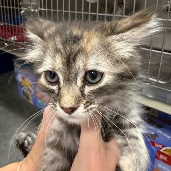 Domestic Long Hair Cats Available for Adoption in Idaho Falls, Idaho - Cracker | PetCurious