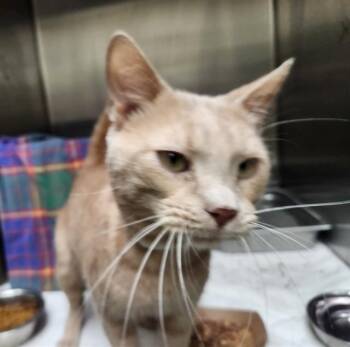 HOUDINI -  Domestic Short Hair Cat for Adoption in Pueblo, Colorado - HOUDINI | PetCurious