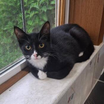 Figaro -  Domestic Short Hair Cat for Adoption in Coldwater, Michigan - Figaro | PetCurious