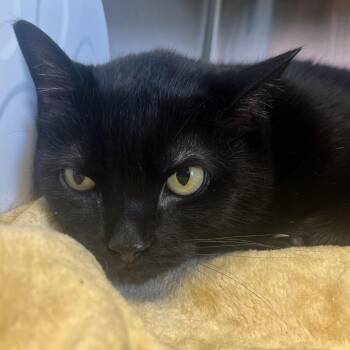 Delilah -  Domestic Short Hair Cat for Adoption in Madisonville, Tennessee - Delilah | PetCurious
