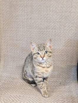 Emmy -  Domestic Short Hair Cat for Adoption in Yorktown, Indiana - Emmy | PetCurious