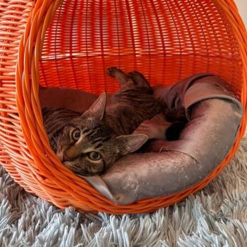 Ike -  Domestic Short Hair Cat for Adoption in Greensburg, Pennsylvania - Ike | PetCurious