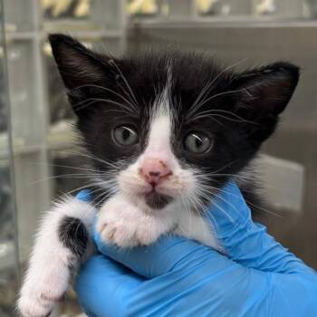 Domestic Short Hair Cats Available for Adoption in West Palm Beach, Florida - Kendra | PetCurious