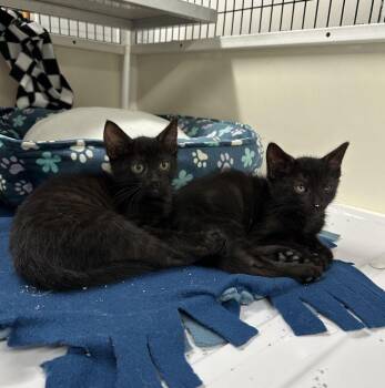 Tonks -  Domestic Short Hair Cat for Adoption in Alexandria, Virginia - Tonks | PetCurious