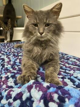 Nordstrom -  Domestic Medium Hair Cat for Adoption in Cuyahoga Falls, Ohio - Nordstrom | PetCurious