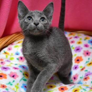 BAC-Stray-142240 -  Domestic Short Hair Cat for Adoption in Beaumont, Texas - BAC-Stray-142240 | PetCurious