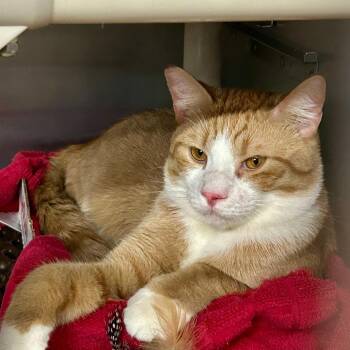 Domestic Short Hair Cats Available for Adoption in Buffalo, New York - Lucky Charm | PetCurious