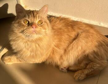 Sunny -  Persian Cat for Adoption in Snow Hill, Maryland - Sunny | PetCurious