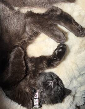 Jiji AL -  Domestic Medium Hair Cat for Adoption in Frisco, Texas - Jiji AL | PetCurious