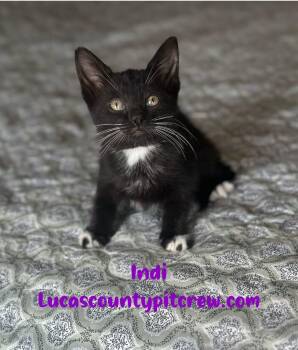 Tuxedo and Domestic Short Hair Cats Available for Adoption in Toledo, Ohio - Indi | PetCurious