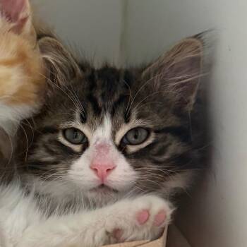 Jelly (Bonded with Peanut Butter) -  Domestic Short Hair Cat for Adoption in Naperville, Illinois - Jelly (Bonded With Peanut Butter) | PetCurious