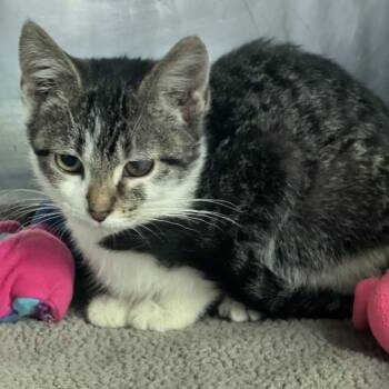 Fish Bait -  Domestic Short Hair Cat for Adoption in Matteson, Illinois - Fish Bait | PetCurious